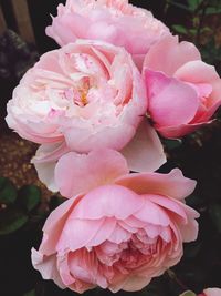 Close-up of pink flowers