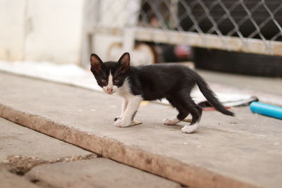 Close-up of cat by fence