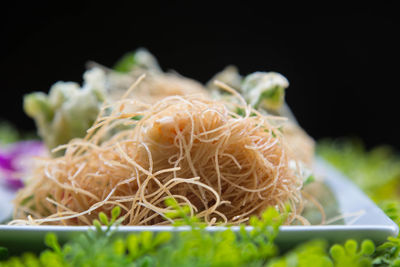 Close-up of meat on plant against black background