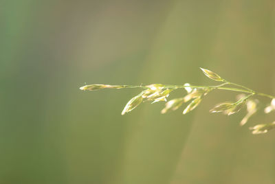 Close-up of leaf on plant