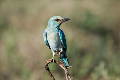 Close-up of bird perching on branch