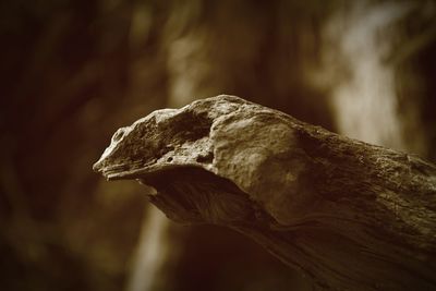 Close-up of wood at field