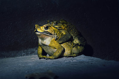 Close-up of frog on rock