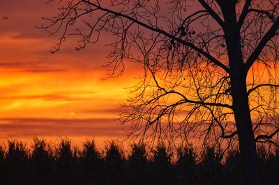Silhouette bare trees against sky during sunset