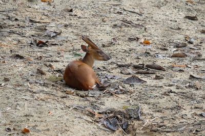 View of sheep on field
