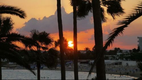 Palm trees at sunset