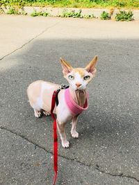 Portrait of a dog on the road