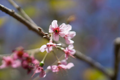 Close-up of pink cherry blossom