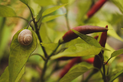 Close-up of snail on plant