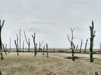 View of trees on landscape against sky