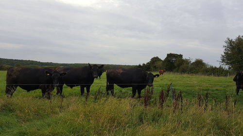 Cows grazing on field against sky