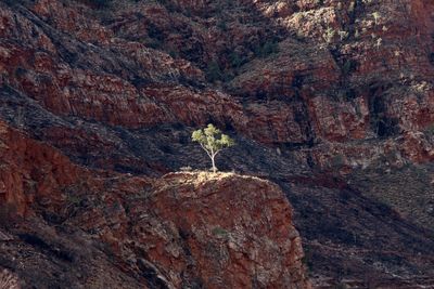 Ghost gum tree bathed in sunlight on a  rocky platform at ormiston gorge in central australia