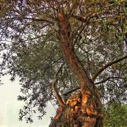 Low angle view of tree against sky