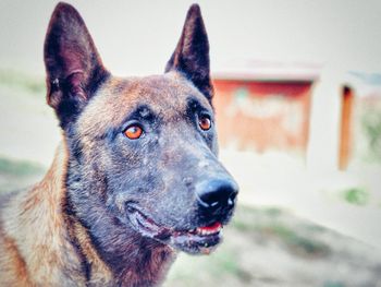 Close-up of dog looking away