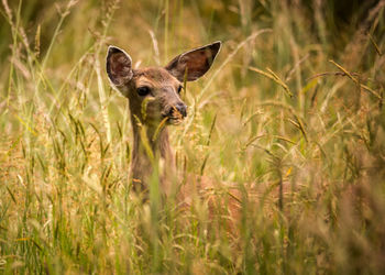 Low angle view of deer in grassy field