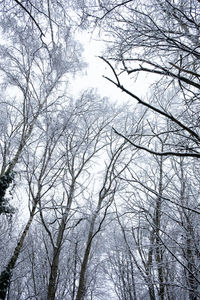 Low angle view of bare trees in winter