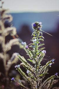 Close-up of flower tree against sky