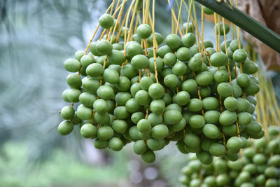 Close-up of grapes growing in vineyard