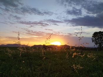 Plants on field against sky during sunset