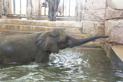 Elephant in pond at zoo