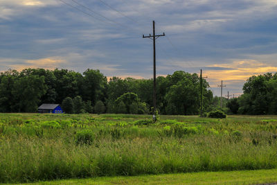 Trees on field against sky