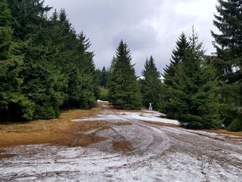 Scenic view of waterfall in forest against sky