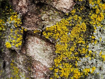Close-up of lichen on tree trunk