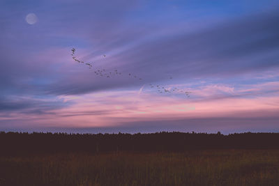 Silhouette birds flying over landscape against sky during sunset