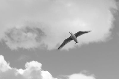 Low angle view of seagull flying in sky