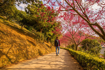 Taiwan miaoli horticultural scenery, cherry blossoms and humanistic scenery