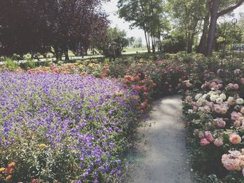 Purple flowers growing on tree