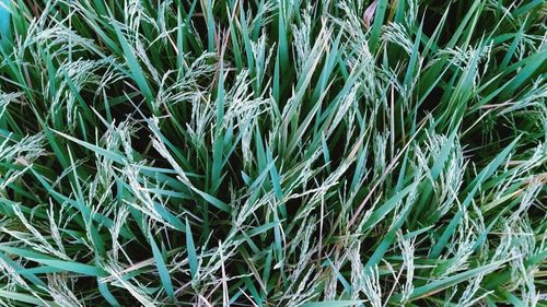 Full frame shot of bamboo plants on field