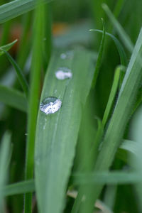 Close-up of plants against blurred background