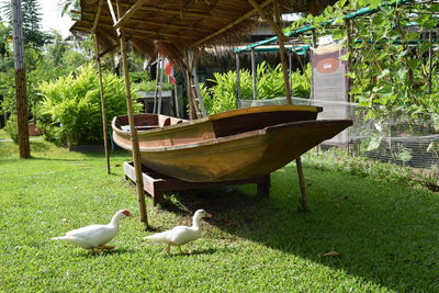 View of birds in lawn