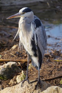 Close-up of heron on rock