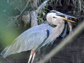 Close-up of heron perching on tree