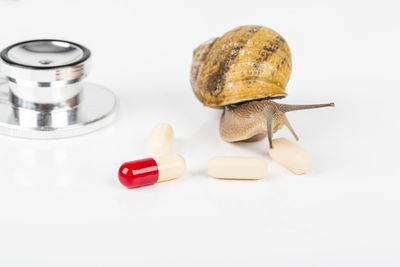 High angle view of snail on table