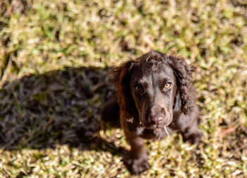 Close-up portrait of dog