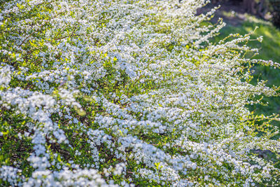 Close-up of white flowering plant