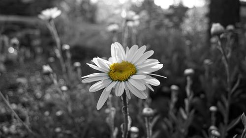 Close-up of flower blooming outdoors