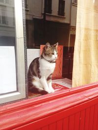 Domestic cat sitting on window sill