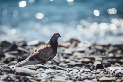 Pigeon at beach on sunny day