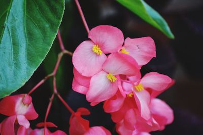 Close-up of pink flowers blooming outdoors