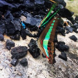 High angle view of insect on rock