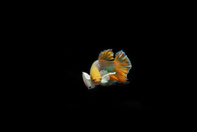 Close-up of fish swimming in sea