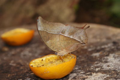 Close-up of orange fruit on wood