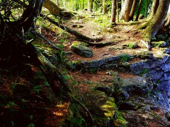 Trees in forest