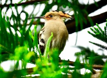 Bird perching on a branch