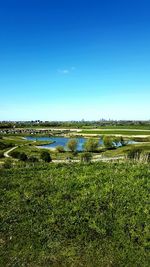 Scenic view of grassy field against blue sky