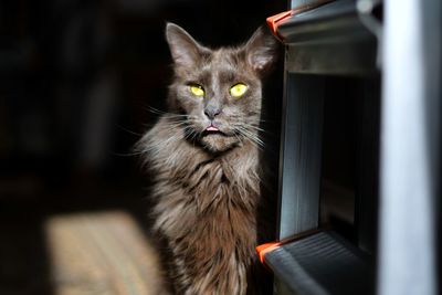 Close-up portrait of cat looking at camera